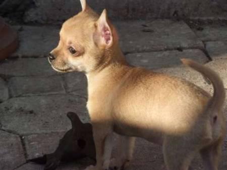 GARANTIAS VIRICAS Y CONGENITAS.HOY ESPECIAL OFERTA! CACHORROS DE CHIHUAHUA DE PURA RAZA