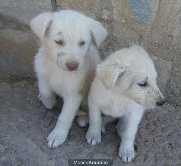 labrador / pastor aleman blanco 50