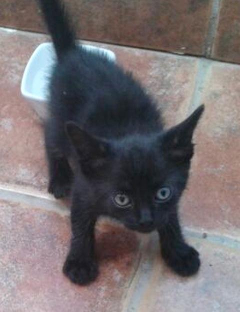 Negrito, GATITO salvado del motor de un coche, busca hogar