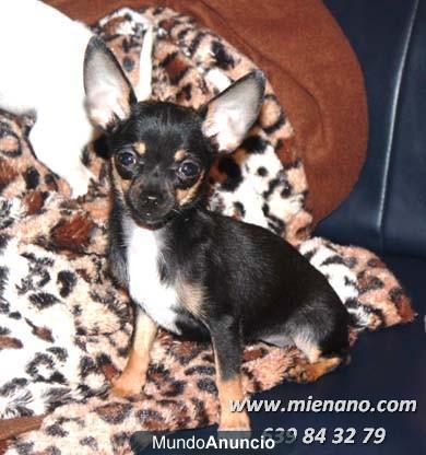 PERRITOS CHIHUAHUA TOY,  PUEDES VER TU CACHORRO POR NUESTRA WEBCAM