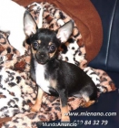 PERRITOS CHIHUAHUA TOY, PUEDES VER TU CACHORRO POR NUESTRA WEBCAM - mejor precio | unprecio.es