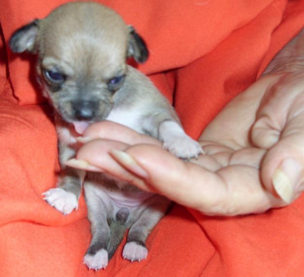 Preciosa cachorros de chihuahua con 2 meses