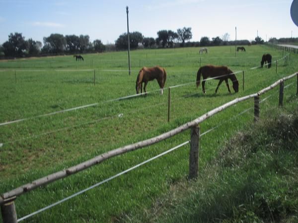 pupilaje caballos ,,pupilatge cavalls girona ..