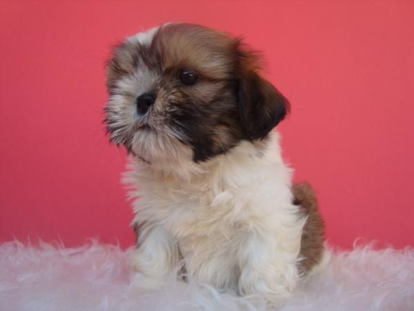 SHIH TZU CAMADA DE MACHOS Y HEMBRAS