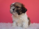 SHIH TZU CAMADA DE MACHOS Y HEMBRAS - mejor precio | unprecio.es