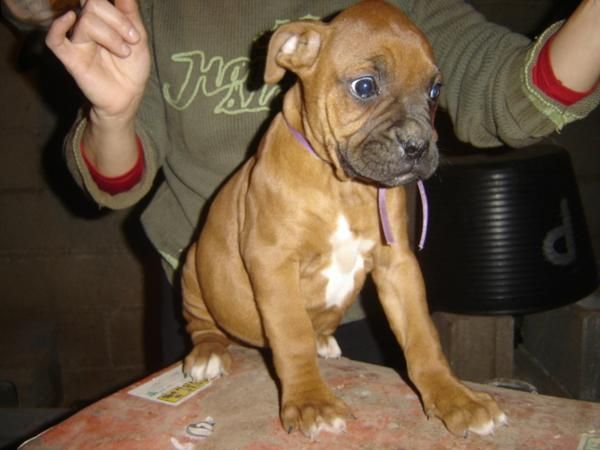 Vendo cachorros boxer color canela