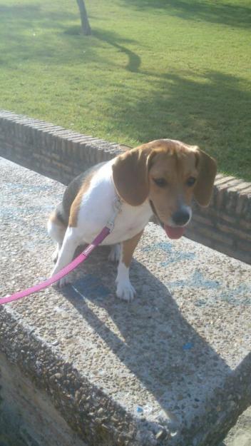 Venta de cachorra Beagle