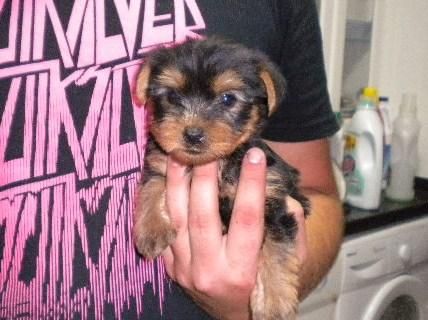 YORKSHIRE TERRIER PRECIOSAS PEDIGREE 400 EUROS