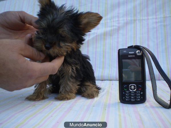 Autenticos yorkshire terrier toy