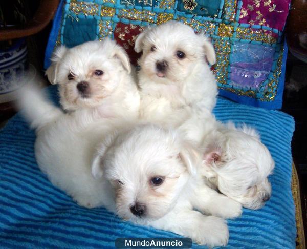 BICHON MALTES MINI