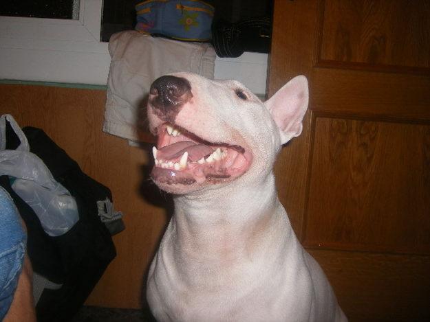 Bull terrier busca novia!!