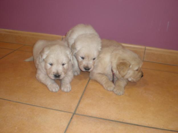 Cachorros golden retriever con pedigree