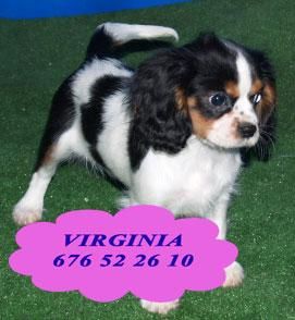 Cavalier, tu cachorro al mejor precio