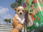 chihuahua precioso macho en venta de particular - mejor precio | unprecio.es