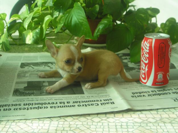 chihuahuas