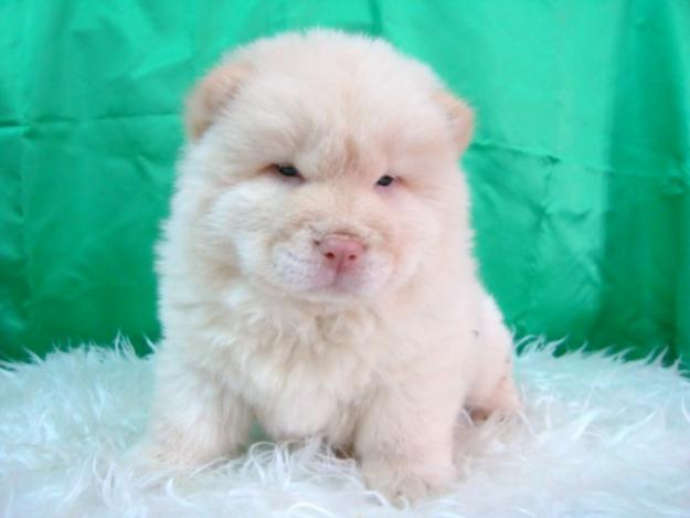 Chow Chow varias camadas de distintos colores