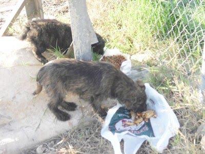 Dos cachorros preciosos en ADOPCIÓN