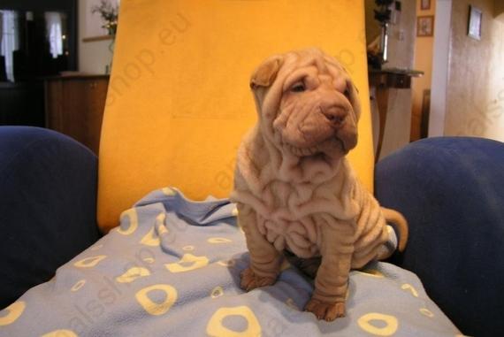 SHAR PEI PRECIOSO