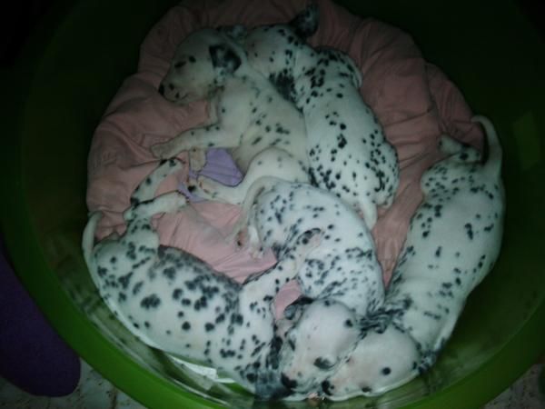 vendo cachorritos dalmata