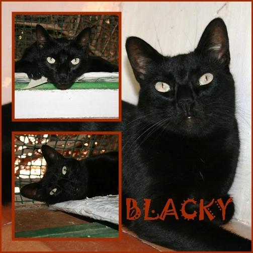 Blacky, gato panterita en adopcion