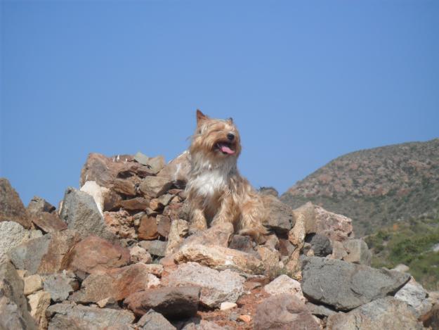 CAIN TERRIER BUSCA SU PRIMERA NOVIA