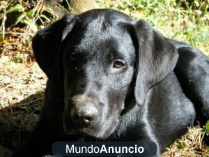 CANGURO Y PASEADORA DE PERROS CON AÑOS DE EXPERIENCIA