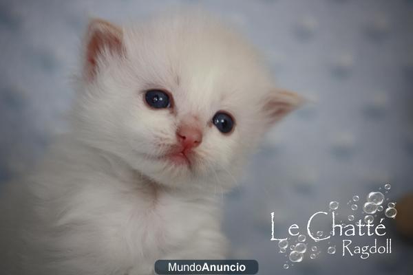 Gatito Ragdoll: Excelente pedigree