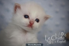 Gatito Ragdoll: Excelente pedigree - mejor precio | unprecio.es