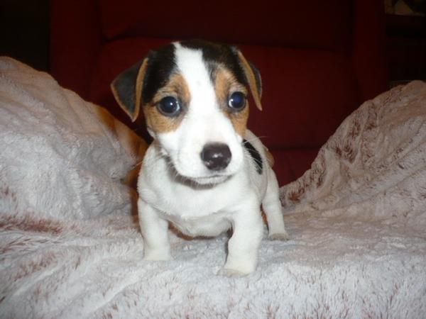 JACK RUSSEL preciosos y muy juguetones