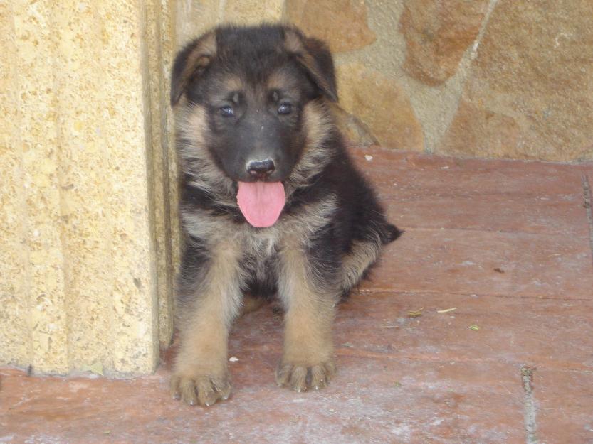 magnificos cachorros pastor aleman negro fuego legitimos