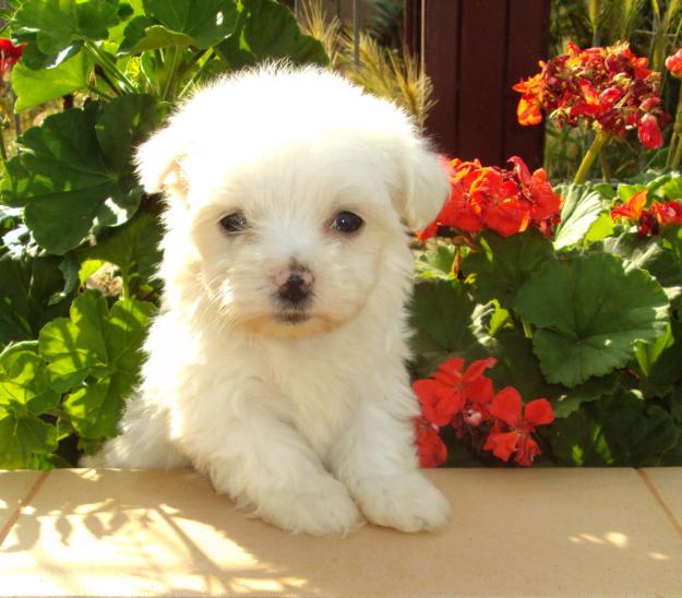 Preciosos Cachorros de Bichon Maltes, Calidad y Garantia