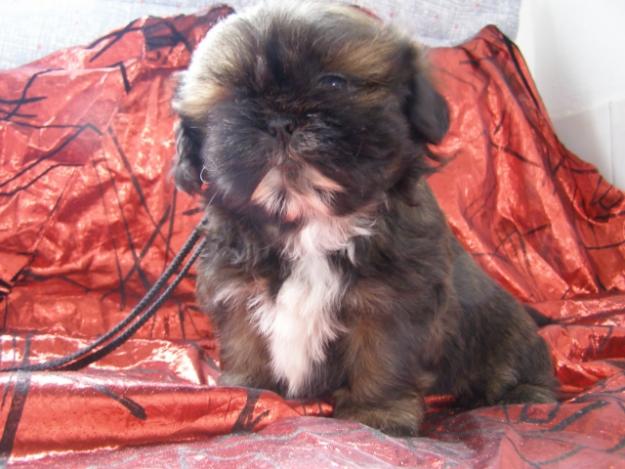 Preciosos cachorros shih tzu