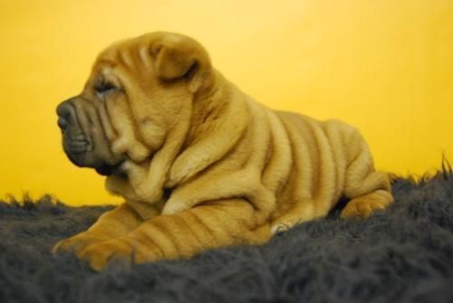 shar pei,,, de muy alta calidad, camada de shar pey en venta