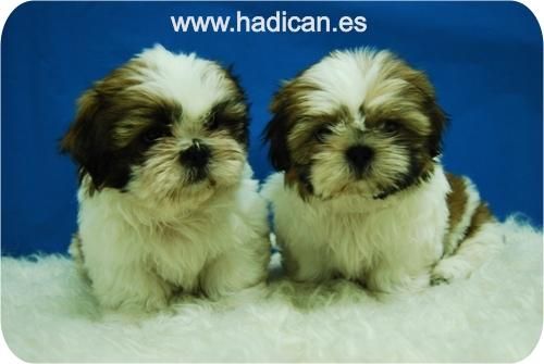 Shih Tzu de inmejorable calidad.