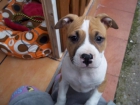 Vendo american staffordshire - mejor precio | unprecio.es