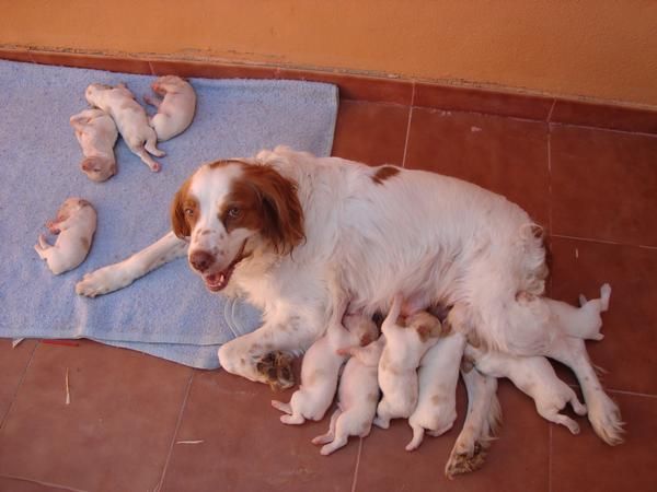 Vendo cachorros de breton Español