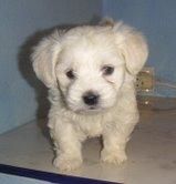 BICHON  MALTES  STANDAR   435 c/u