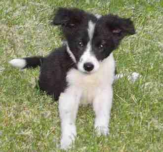 border collie con 8 semanas