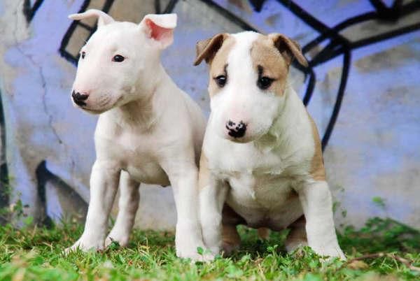 Bullterrier, economicos y excelentes