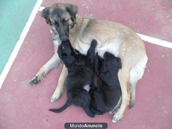 cachachos cruce de leonberger con setter irlandes