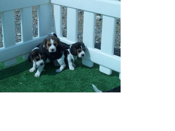 cachorros de beagle a un precio inmejorable