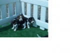 cachorros de beagle a un precio inmejorable - mejor precio | unprecio.es