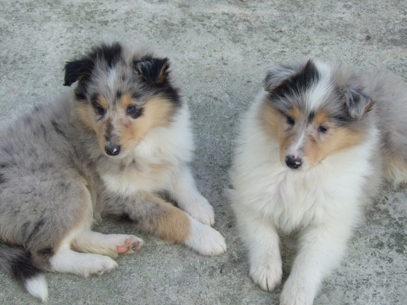 Cachorros de rough collie