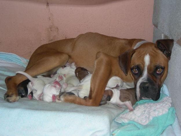 Camada de boxers