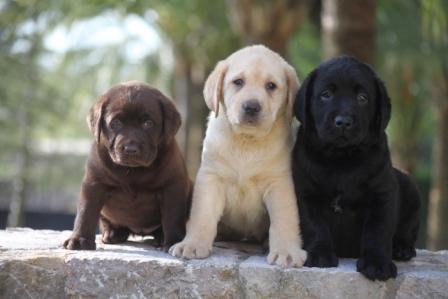 Camada de Labrado Retriever