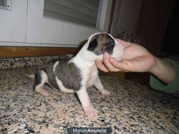 EXCELENTES CACHORROS DE AMERICAN STAFFORDSHIRE TERRIER DE MUNDOAMSTAFF