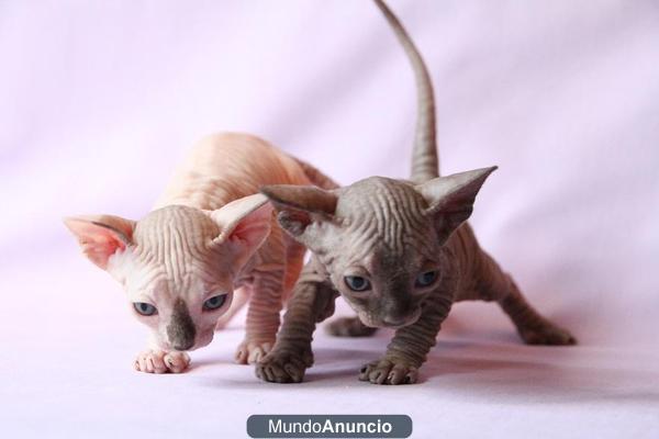 Gatitos sphynx en venta