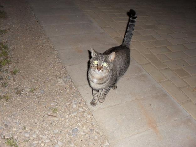 Peque gatica busca familia