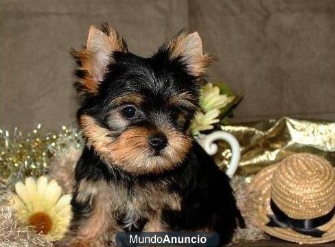 REGALO CACHORROS DE YORKKPSHIRE TERRIER.