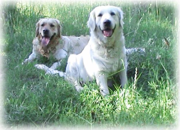 Venta cachorros de GOLDEN RETRIEVER